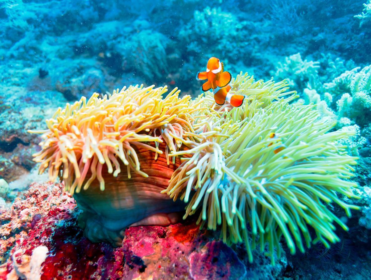 فندق Maldivesفي  Ocean Beach Maldive المظهر الخارجي الصورة